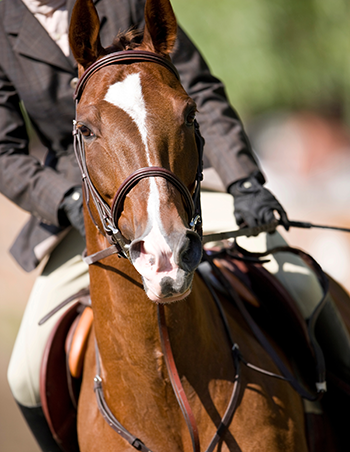 Feature - Mane Stays - Horse Face